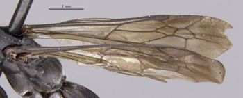 Media type: image;   Entomology 10398 Aspect: Wing front